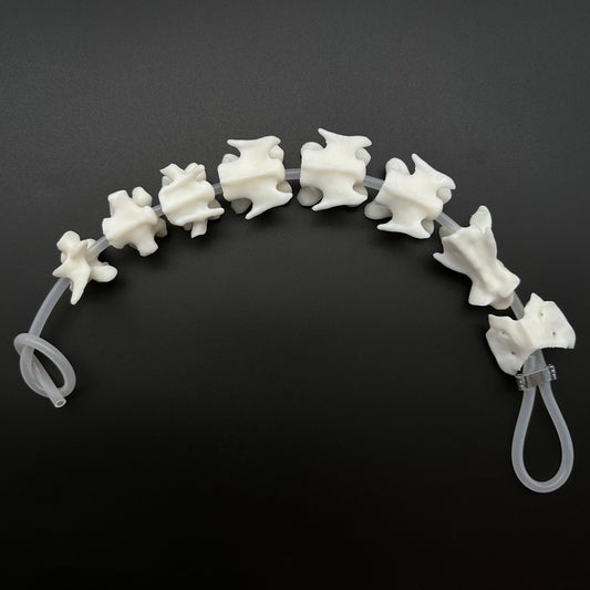 3D-gedruckte Halswirbel von Pferden (C1-T1)